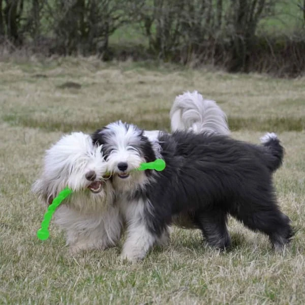 KONG Safestix Tug Dog Toy - Assorted 3 KONG Safestix Tug Dog Toy - Assorted