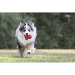 KONG Classic Chew Dog Toy - Red