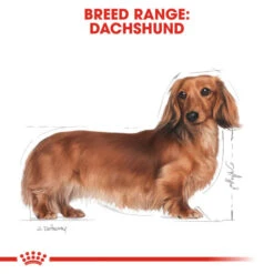 Royal Canin Dachshund Adult Dog Dry Food -Fuzzyard Shop I0045353 en 03