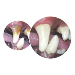 TropiClean Fresh Breath Clean Teeth Oral Care Gel For Dogs