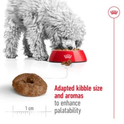 Royal Canin Size Health Nutrition Mini Ageing 12+ Dry Pet Food For Dog -Fuzzyard Shop I9112369 en 04