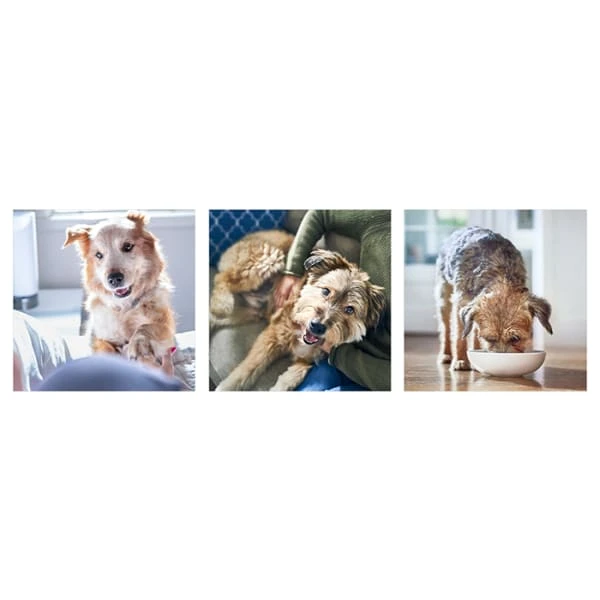 Hill's Science Plan Grain-free Mature Adult 7+ Dry Dog Food - Chicken 4 Hill's Science Plan Grain-free Mature Adult 7+ Dry Dog Food - Chicken - Image 2