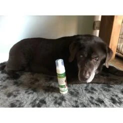 Aqueos Quick Wash Anti-Bacterial Face & Body Dog Shampoo