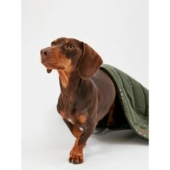 Joules Bee Print Dog Blanket -Fuzzyard Shop I9637422 en 14