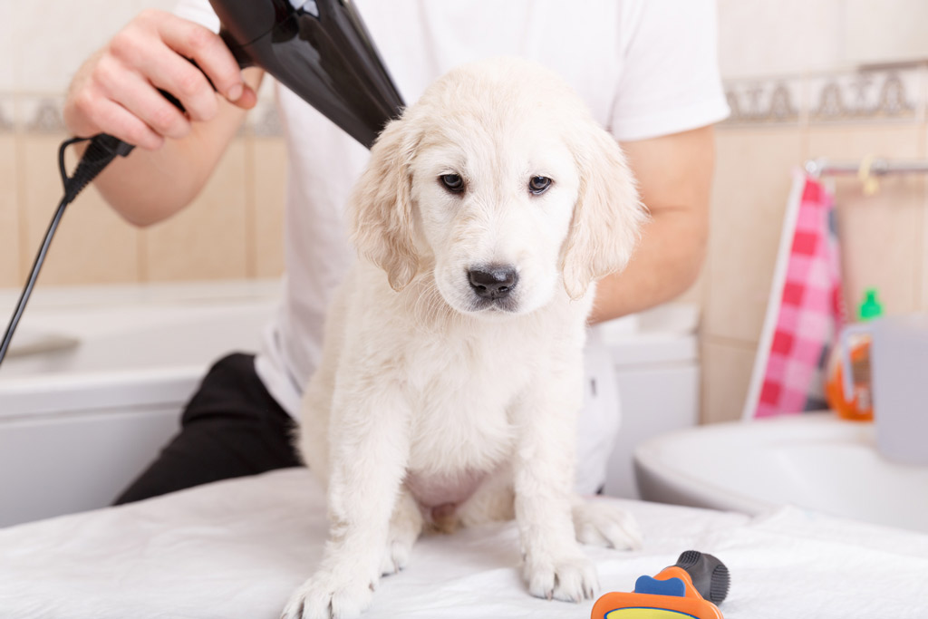 Fuzzyard Shop -Fuzzyard Shop dog grooming blow dry